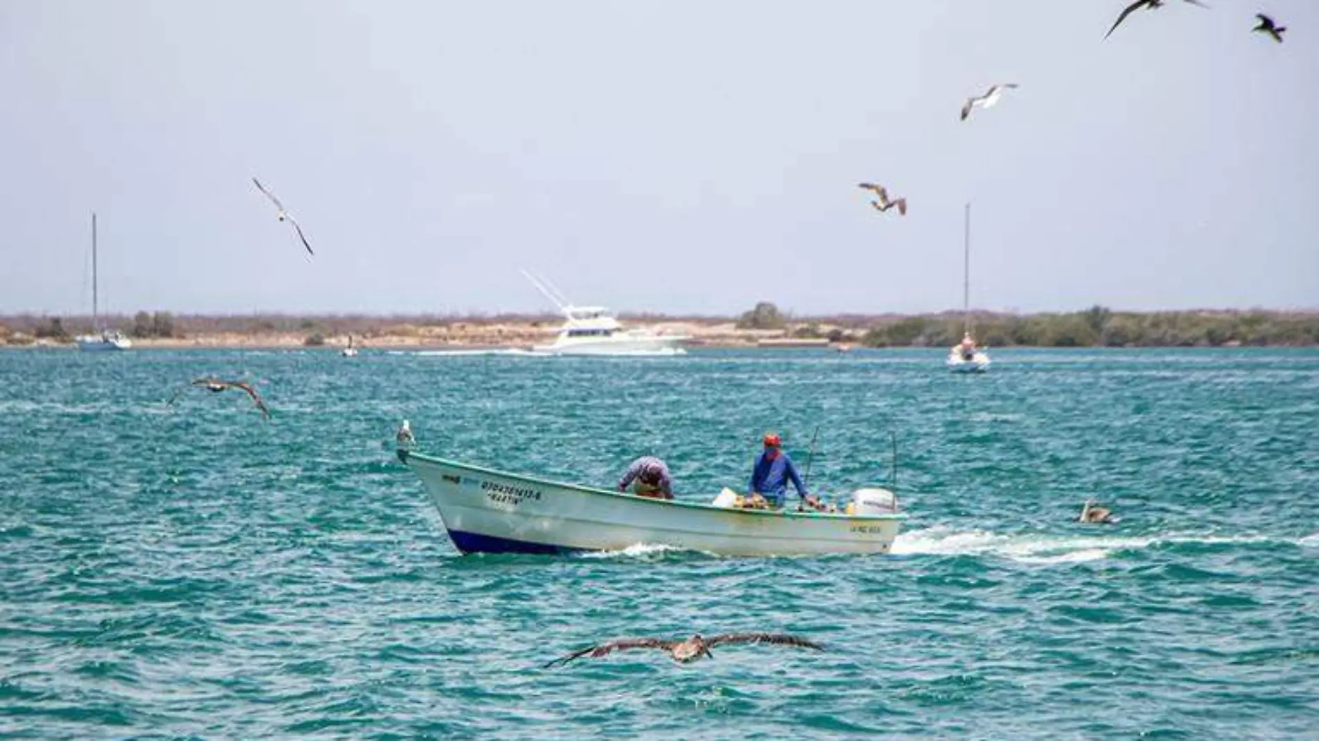 pesca 1. Alberto Cota El Sudcaliforniano